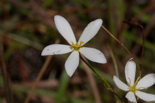 Sabatia brevifolia #10